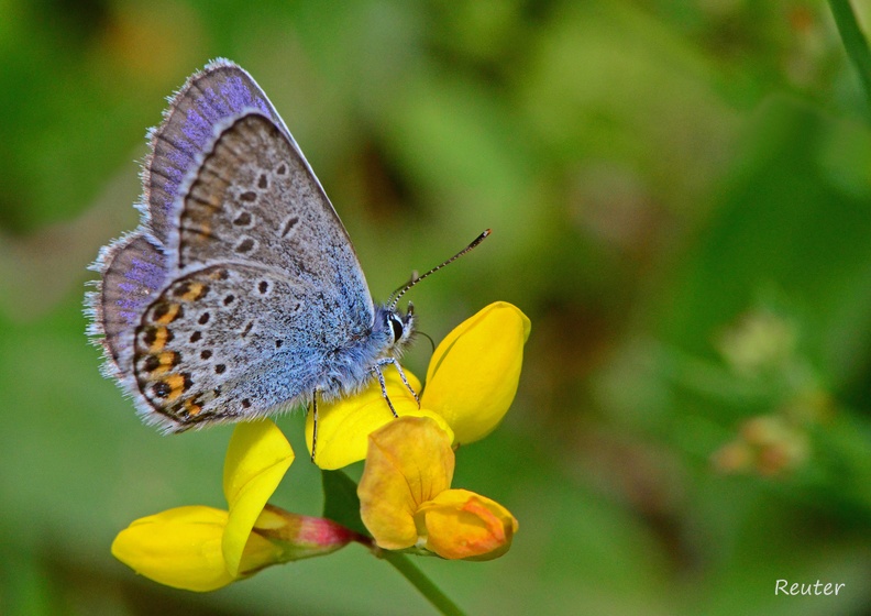 Bläuling (Plebejus sp.)